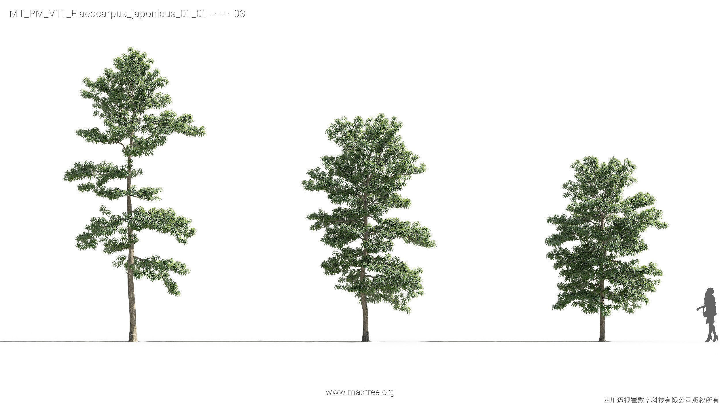 Maxtree Plant Models Vol 11 - Mesh 3D model_15