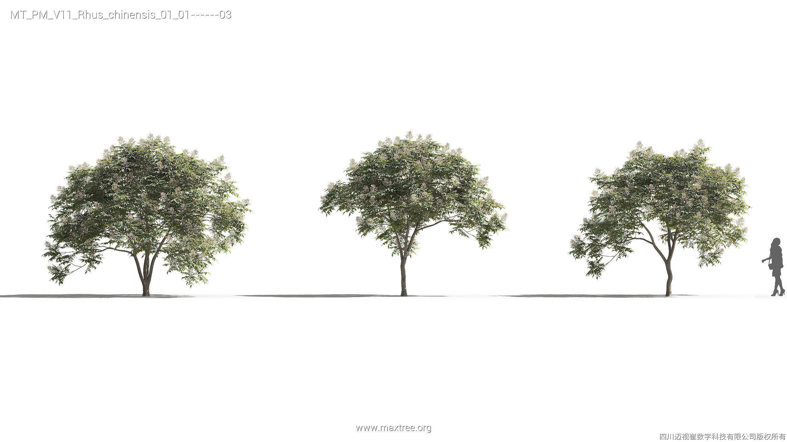 Maxtree Plant Models Vol 11 - Mesh 3D model_23