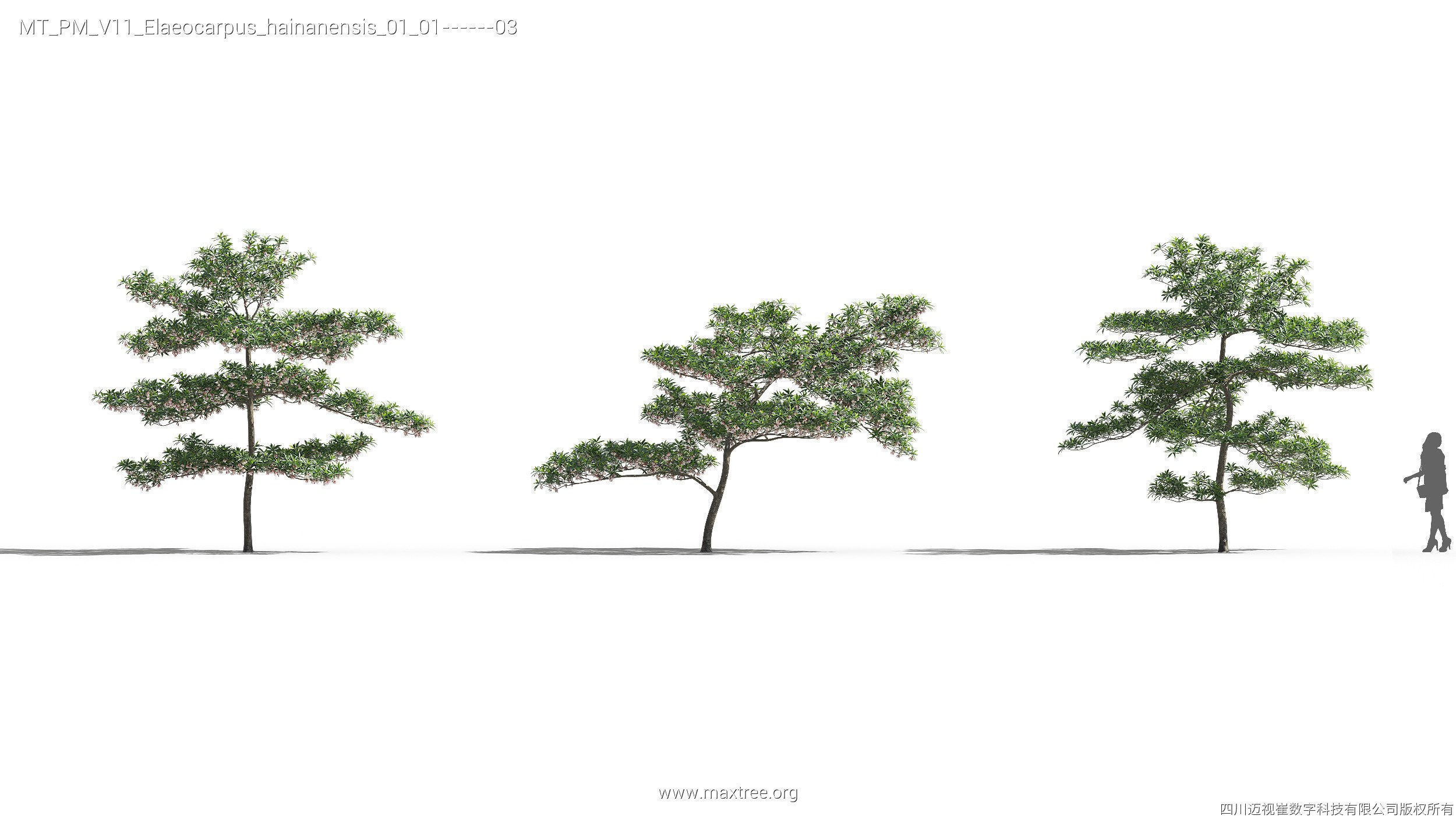 Maxtree Plant Models Vol 11 - Mesh 3D model_13