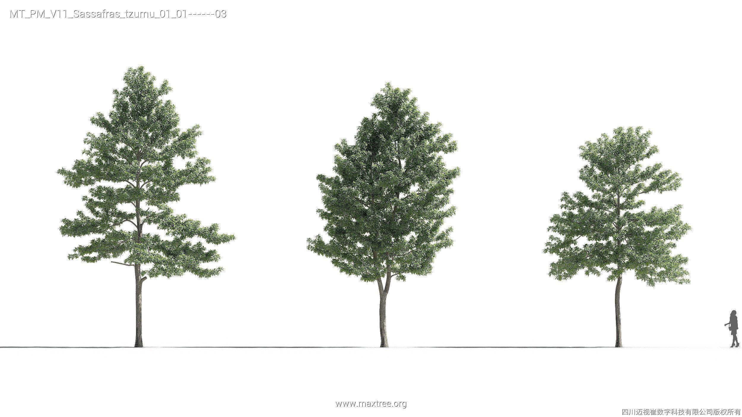 Maxtree Plant Models Vol 11 - Mesh 3D model_25