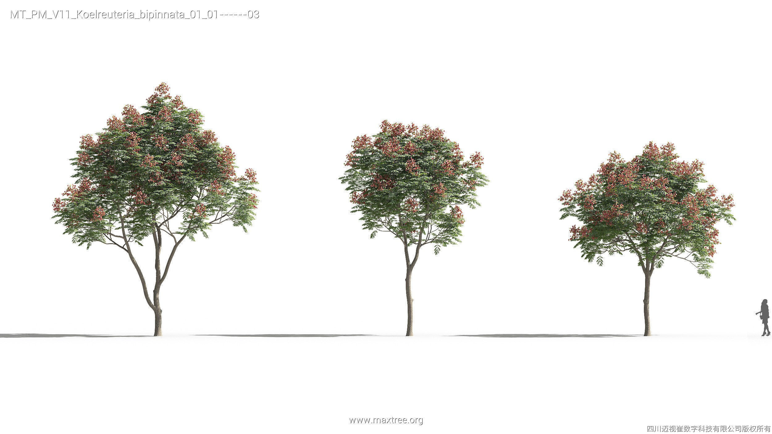 Maxtree Plant Models Vol 11 - Mesh 3D model_19