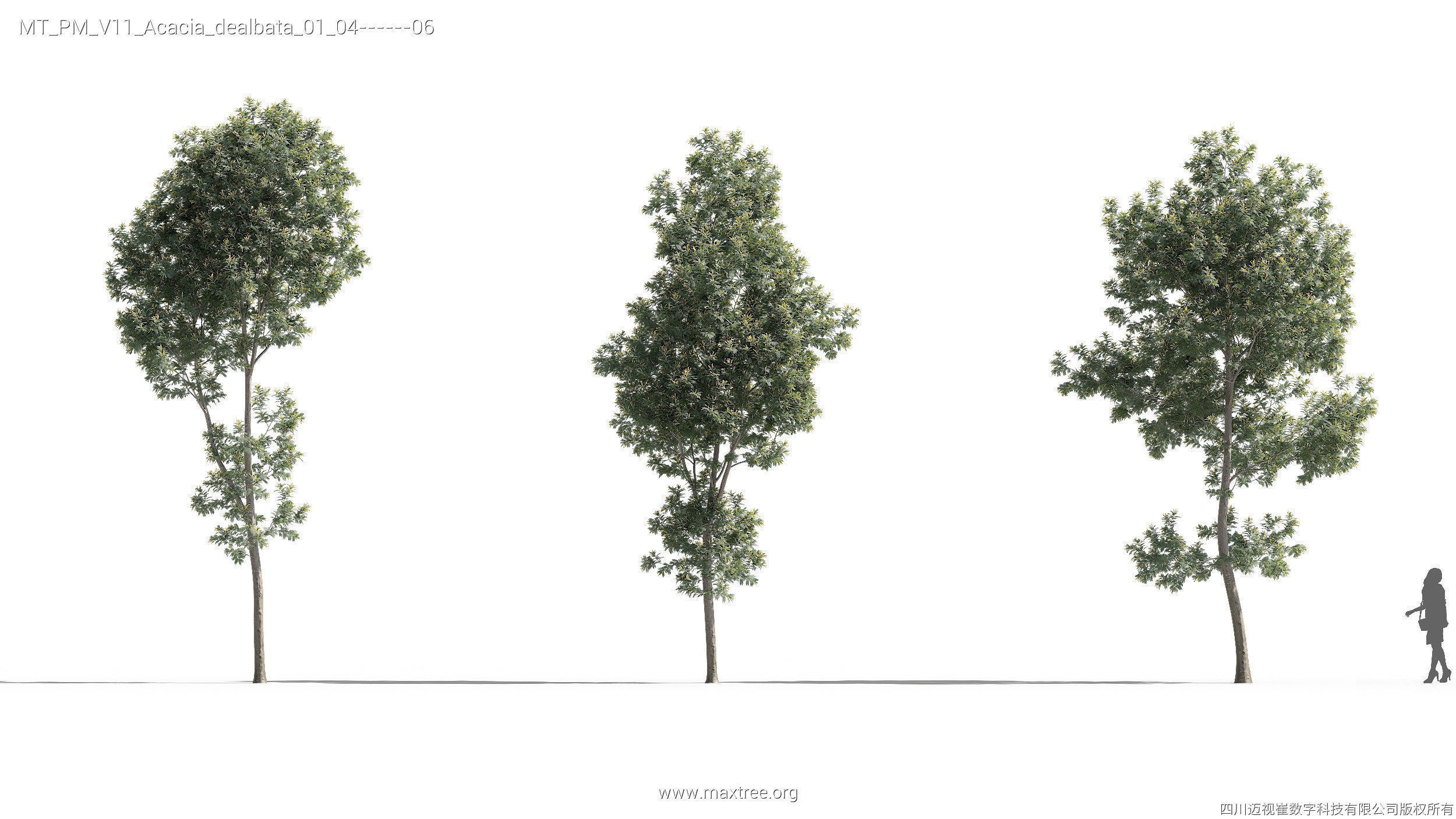 Maxtree Plant Models Vol 11 - Mesh 3D model_6