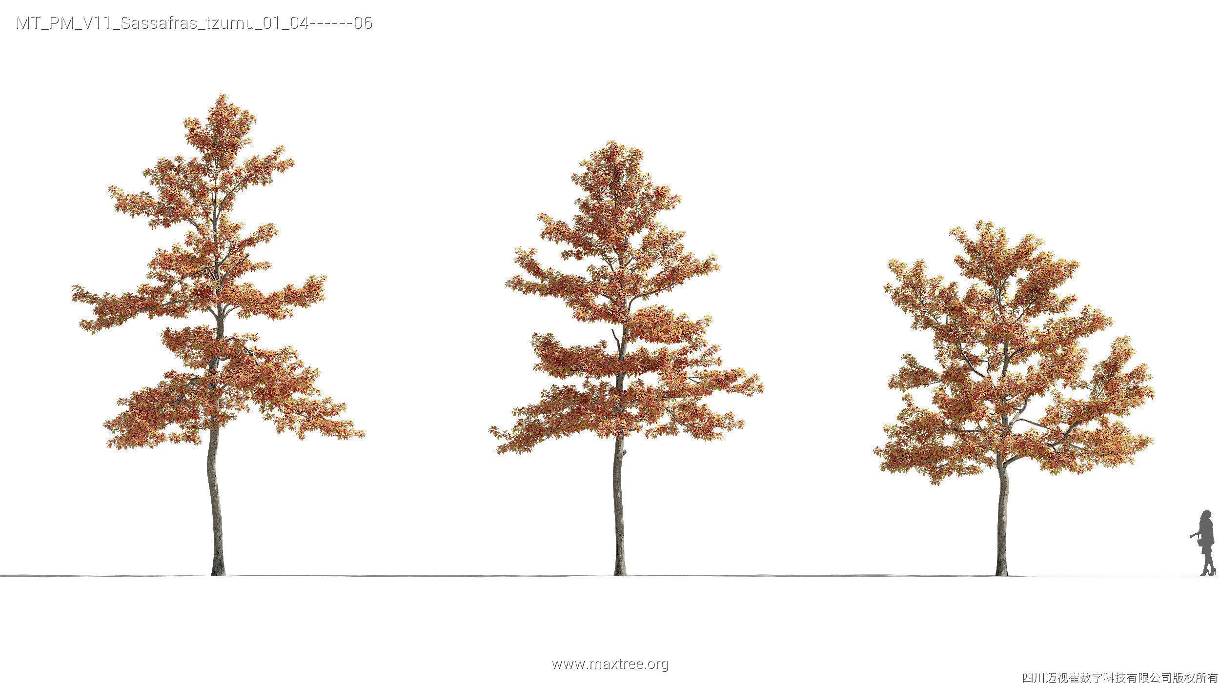 Maxtree Plant Models Vol 11 - Mesh 3D model_26