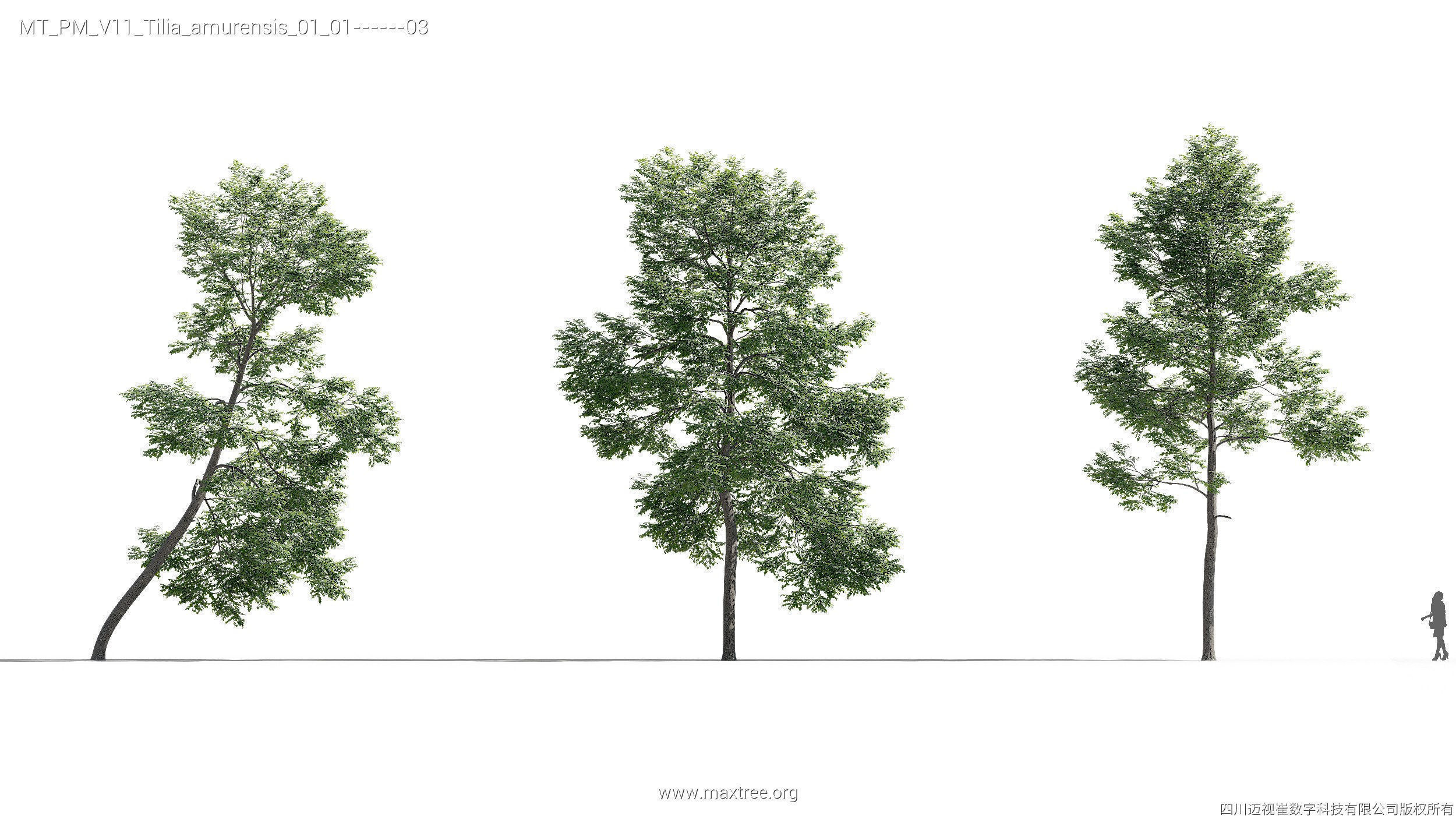 Maxtree Plant Models Vol 11 - Mesh 3D model_27