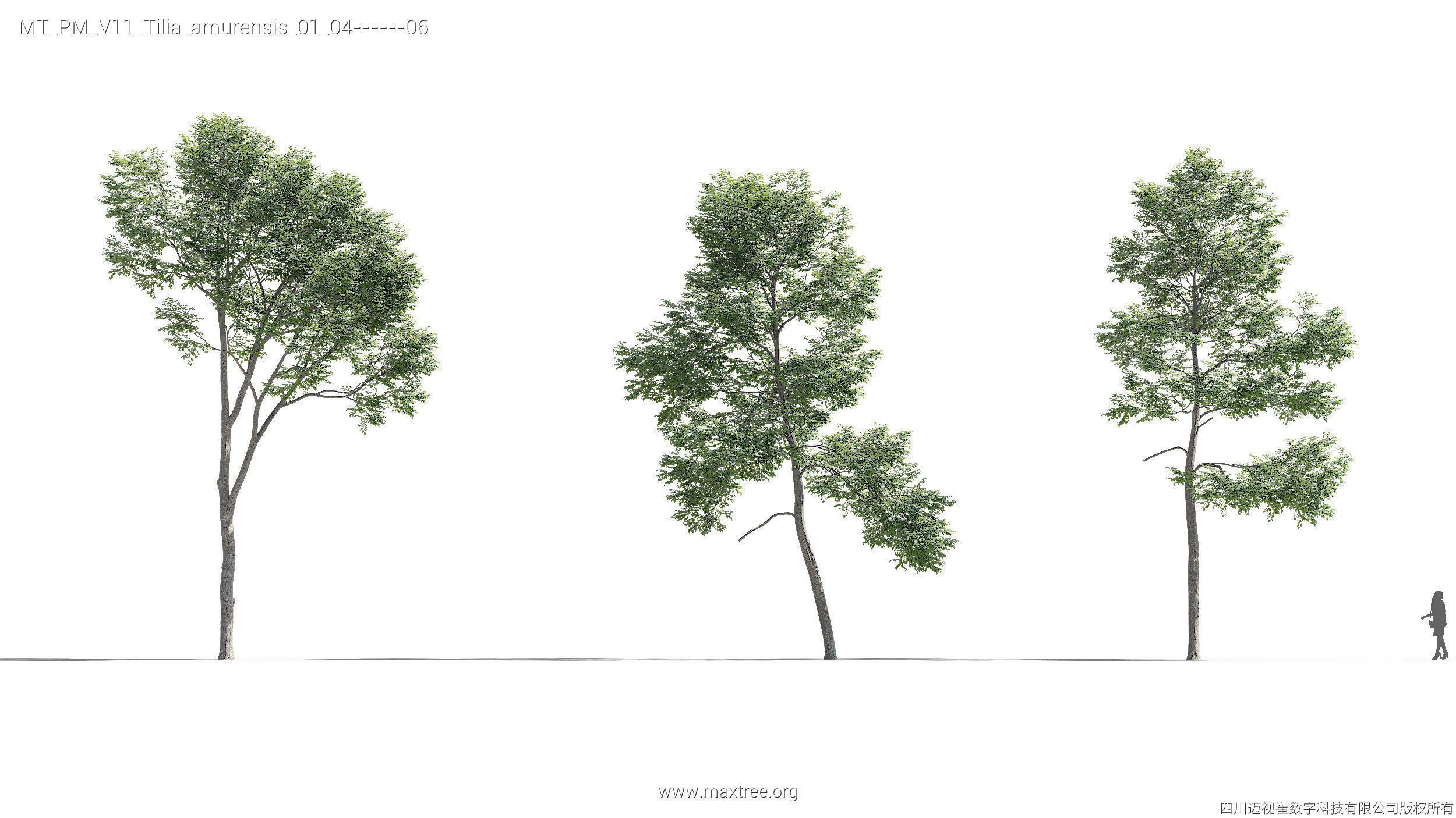 Maxtree Plant Models Vol 11 - Mesh 3D model_28