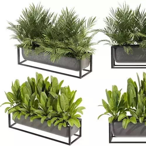 Collection plant vol 466 - indoor - box - indoor- palm - banana 3D model