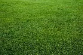 GRASS grassy field in middle of city 3D model