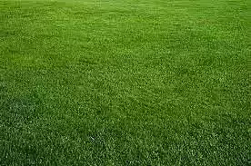 GRASS grassy field in middle of city