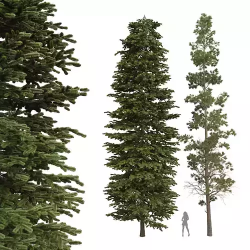 Black Spruce Picea Mariana Pine Chamaecyparis Thyoides