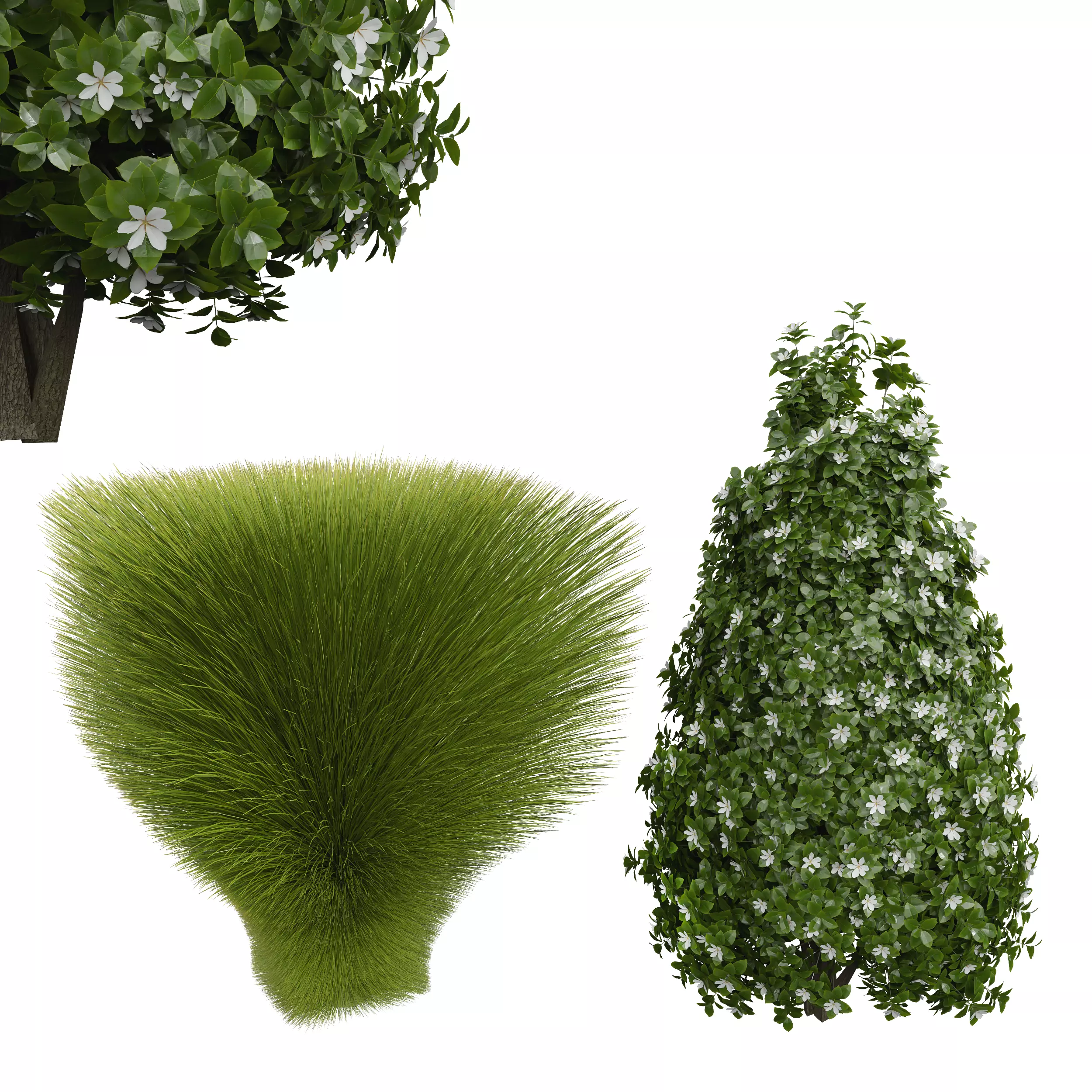 Houttuynia augusta Gardenia Maiden Grass Miscanthus sinensis001 3D model_0