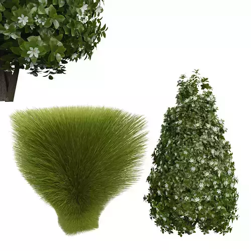 Houttuynia augusta Gardenia Maiden Grass Miscanthus sinensis001 3D model