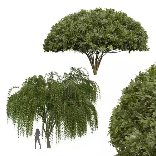 New Plant Palo verde Weeping Willow Tree 3D model