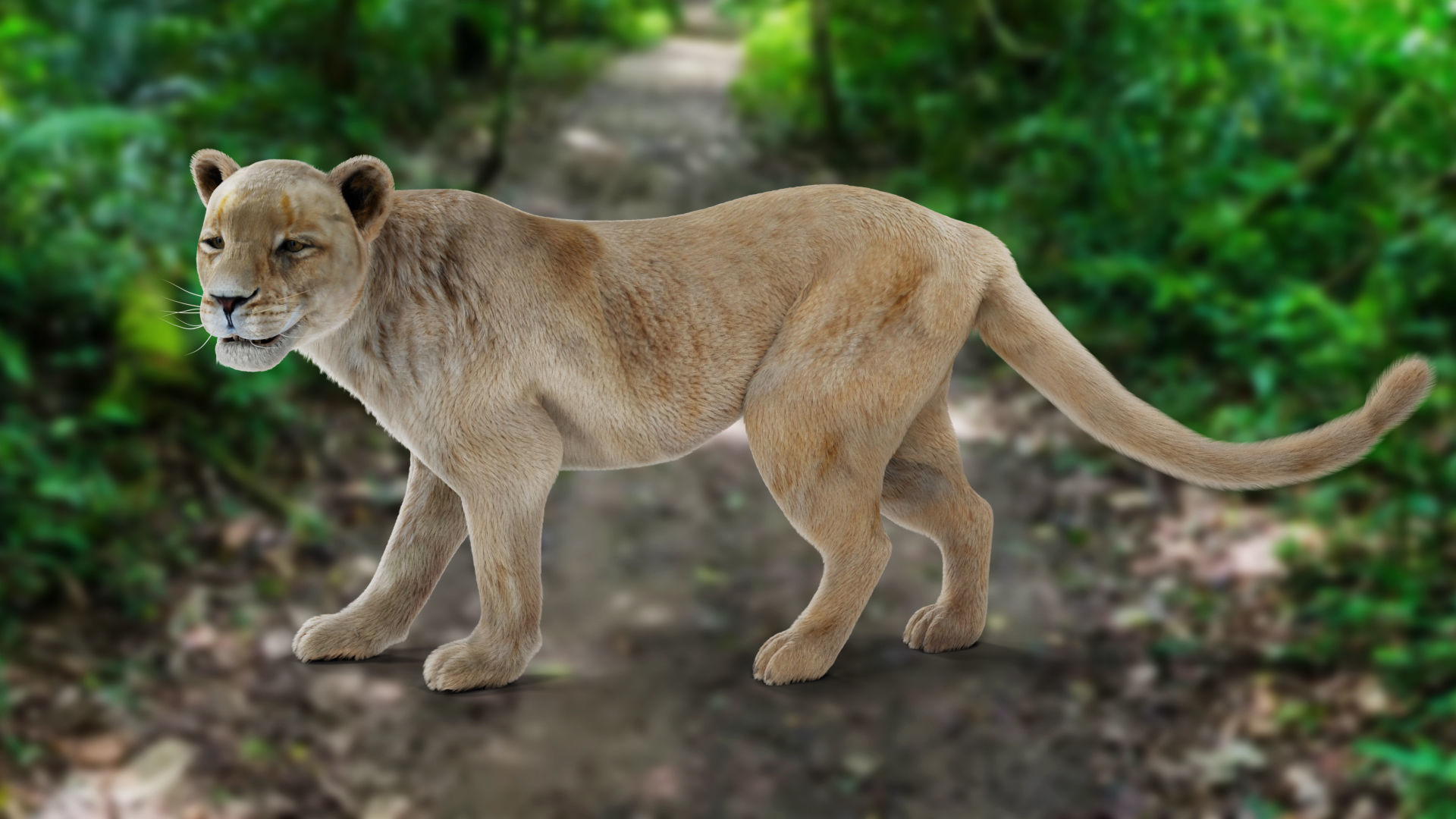Fur Lioness V01 Rigged and Animation in Blender Low-poly 3D model_10