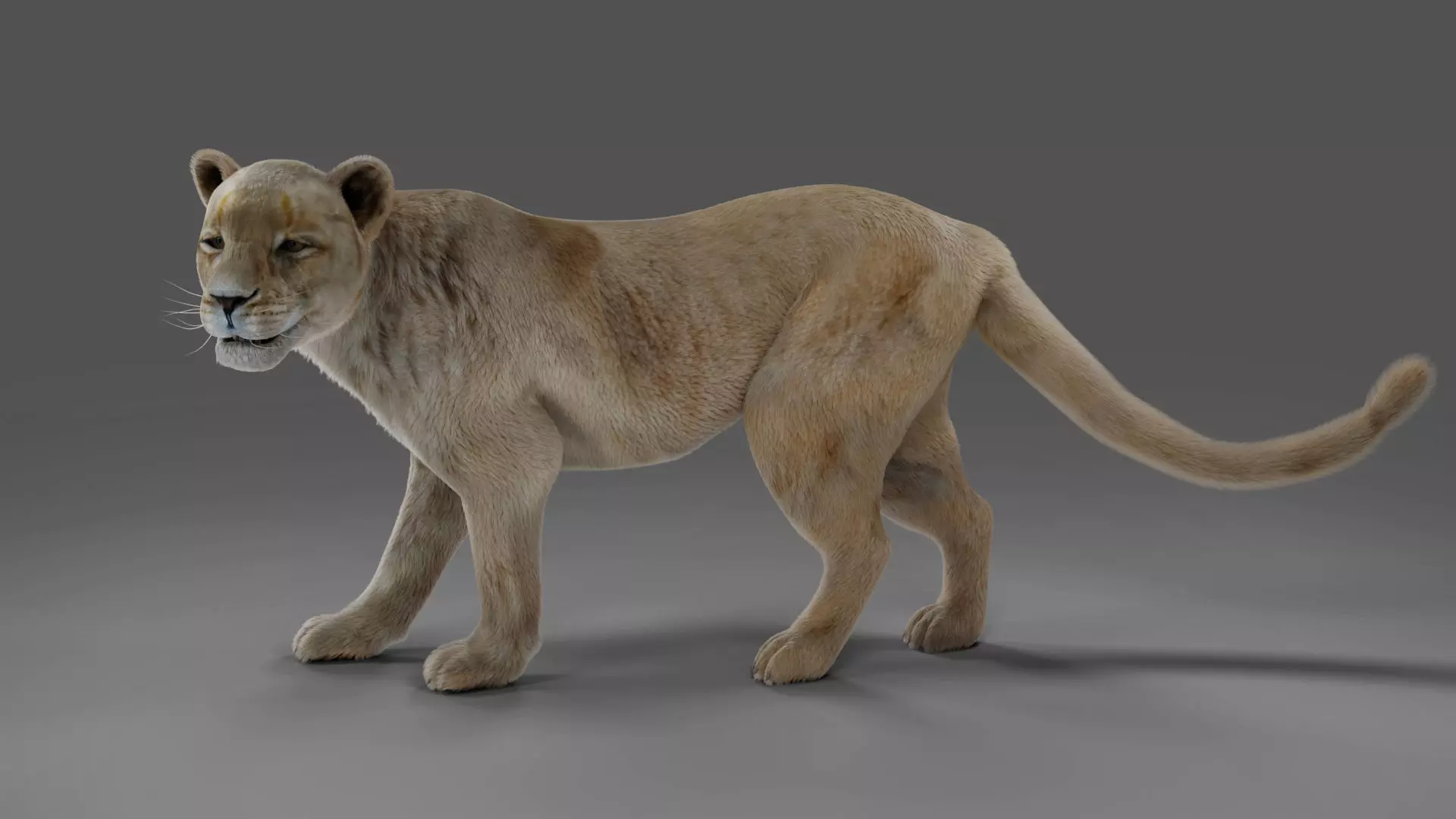Fur Lioness V01 Rigged and Animation in Blender Low-poly 3D model_0