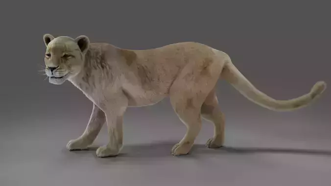 Fur Lioness V01 Rigged and Animation in Blender