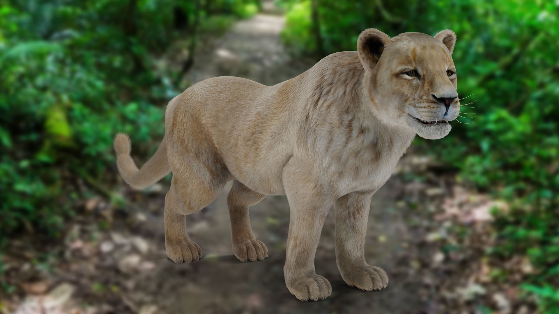 Fur Lioness V01 Rigged and Animation in Blender Low-poly 3D model_12