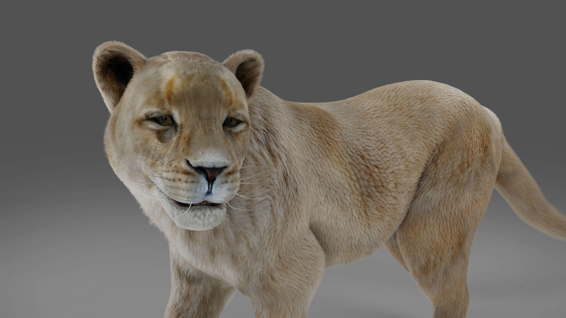 Fur Lioness V01 Rigged and Animation in Blender Low-poly 3D model_5