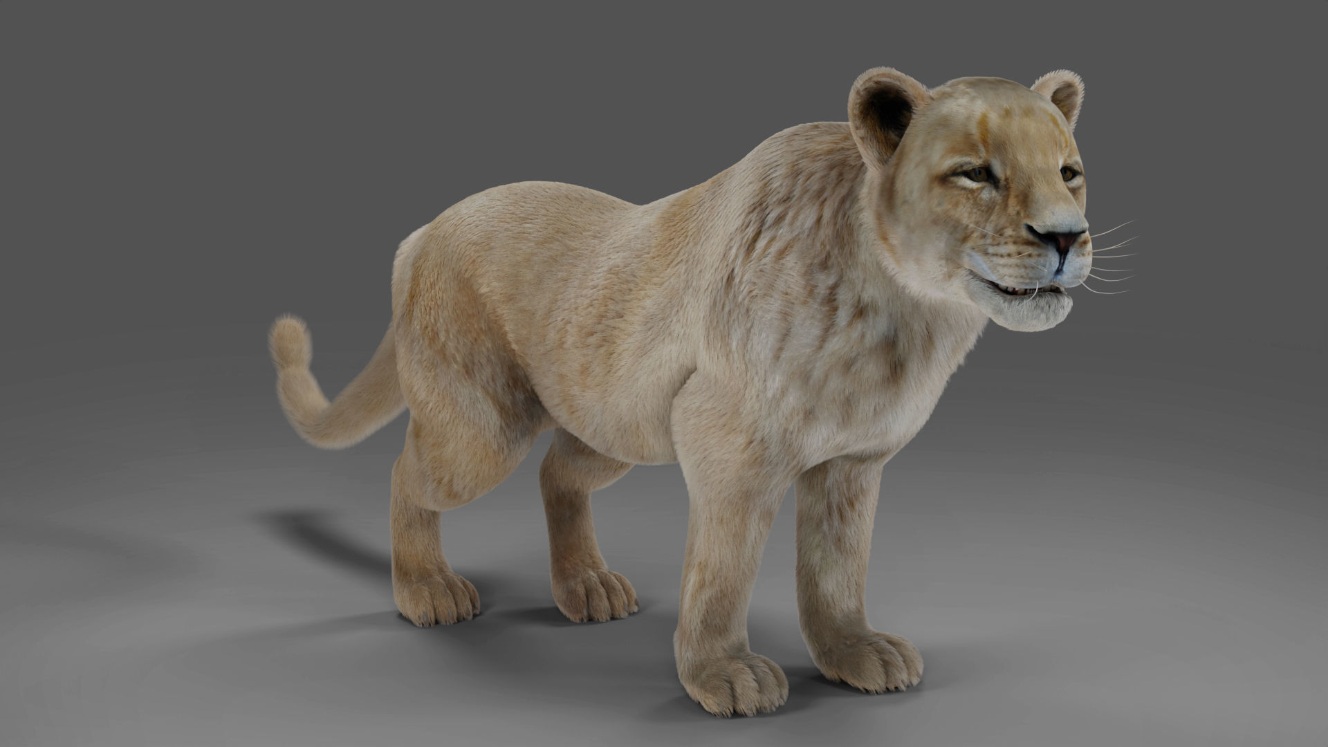 Fur Lioness V01 Rigged and Animation in Blender Low-poly 3D model_7