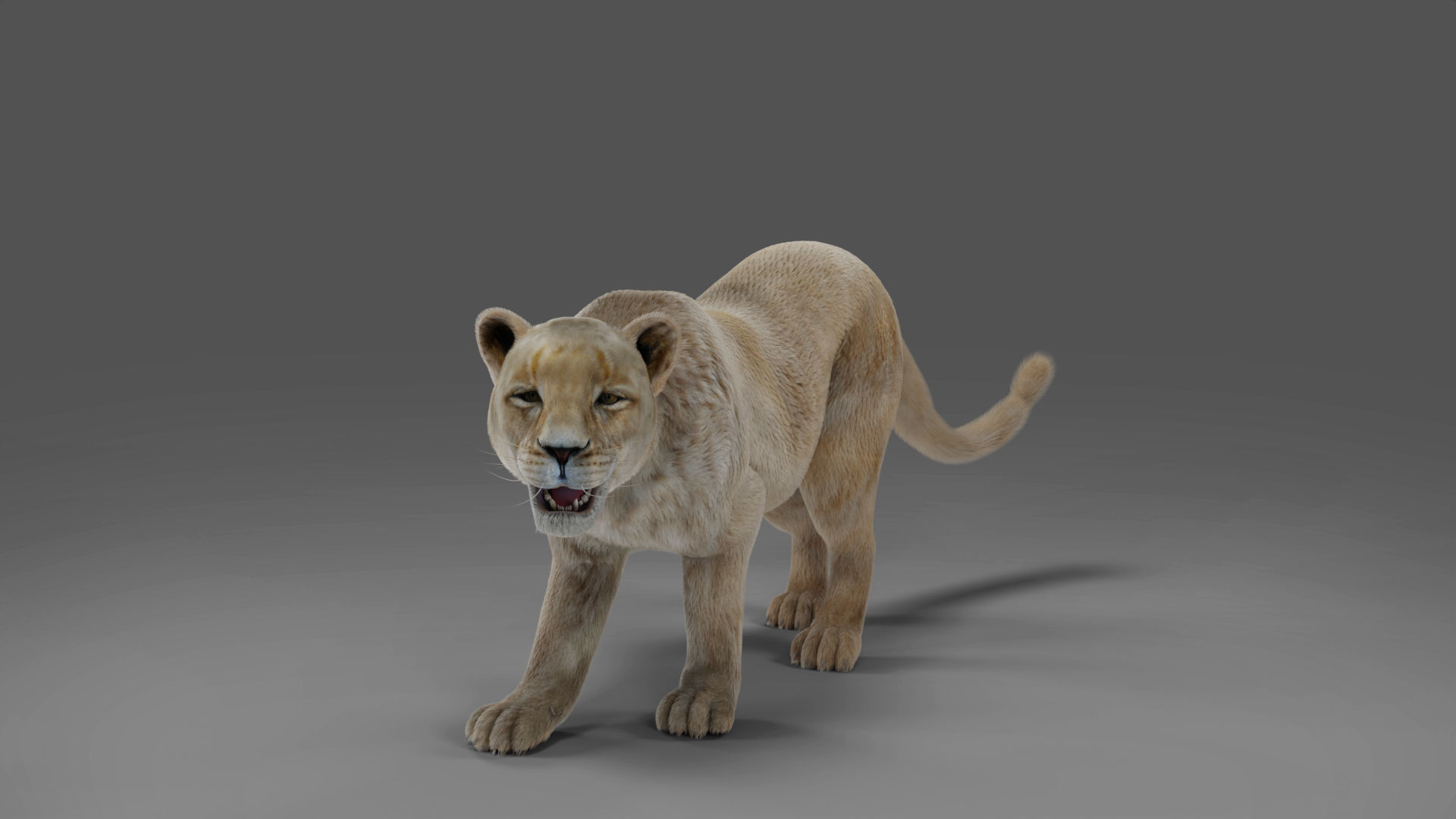 Fur Lioness V01 Rigged and Animation in Blender Low-poly 3D model_8