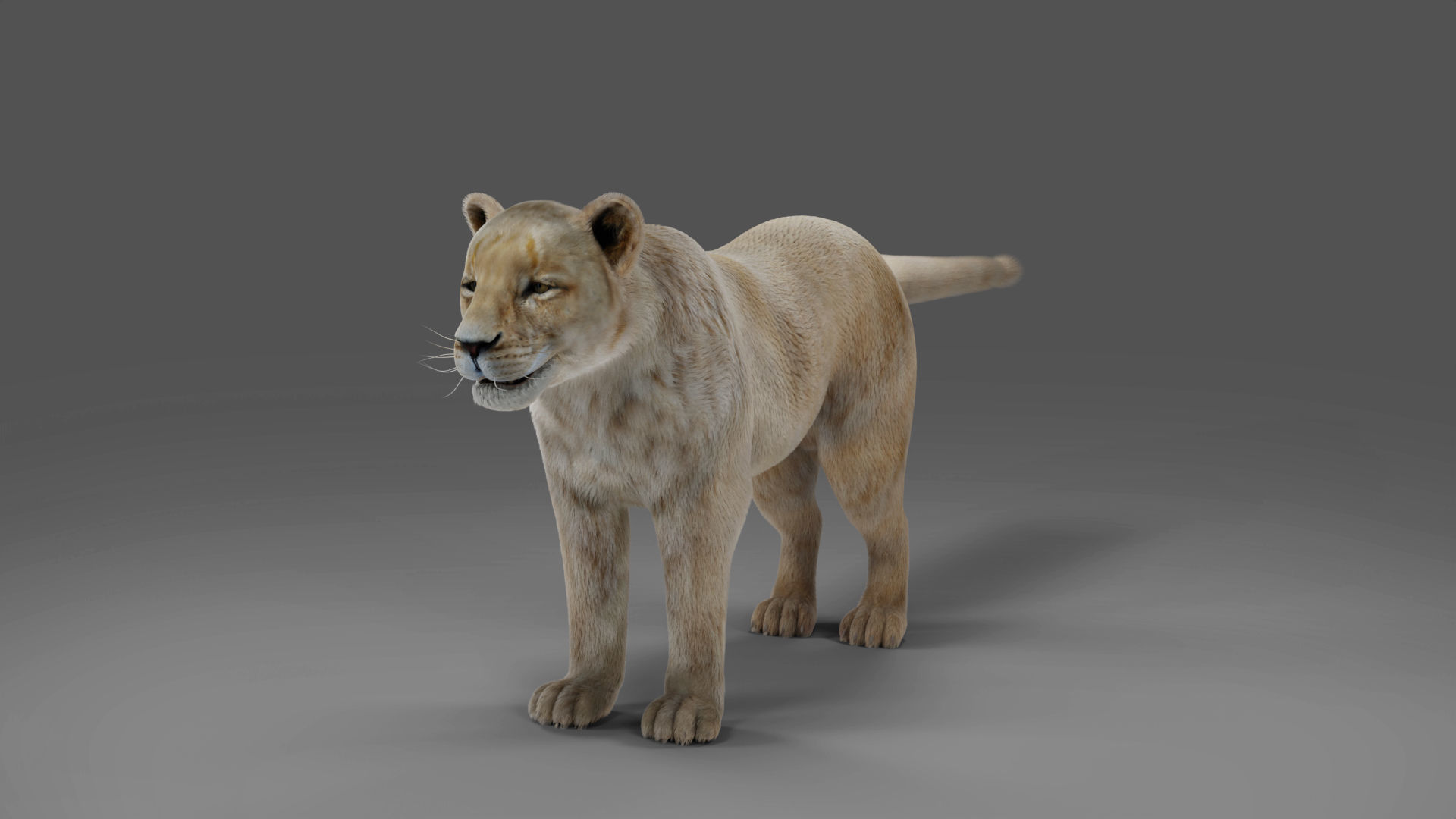 Fur Lioness V01 Rigged and Animation in Blender Low-poly 3D model_9