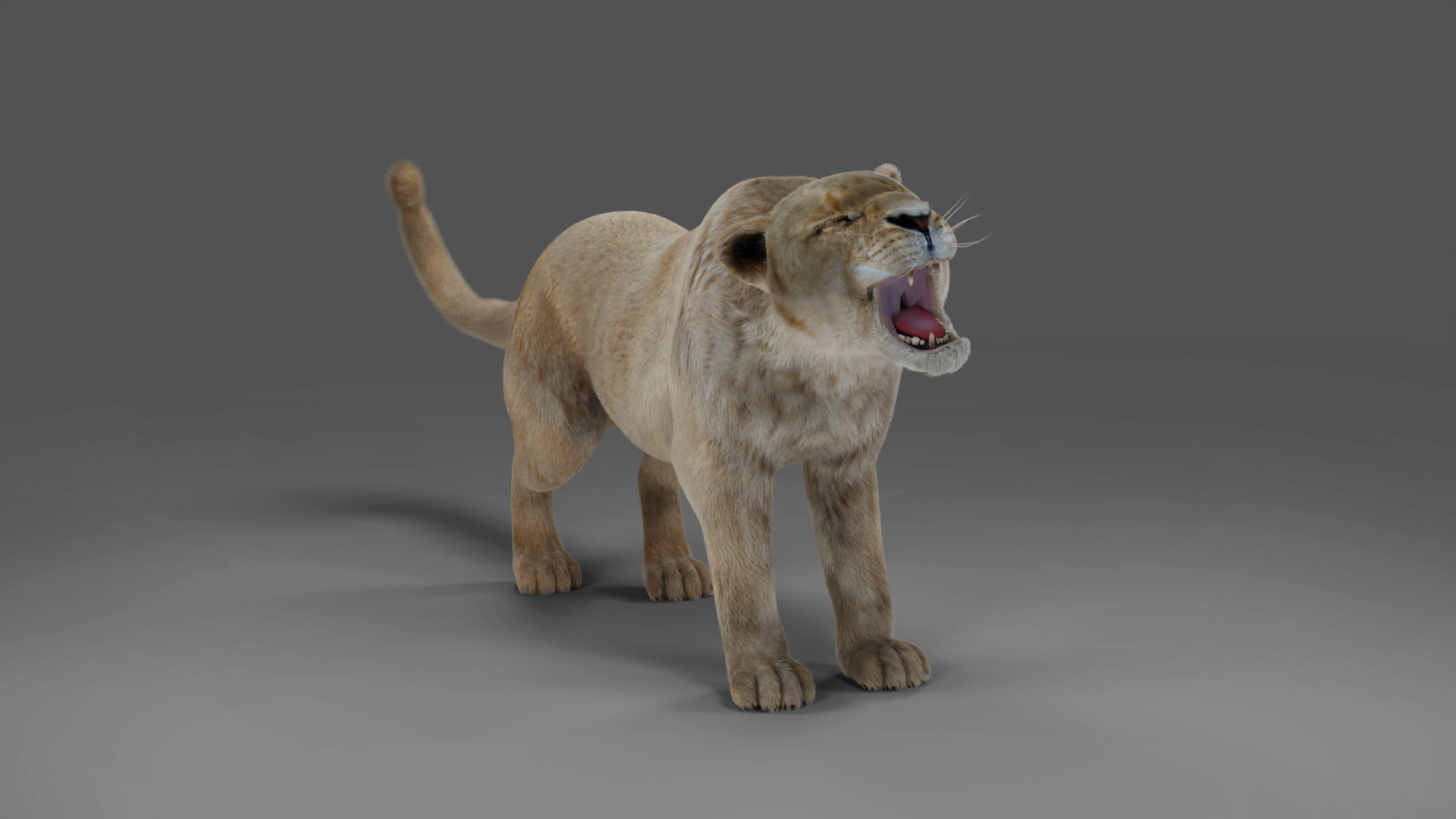 Fur Lioness V01 Rigged and Animation in Blender Low-poly 3D model_4