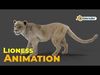 Fur Lioness V01 Rigged and Animation in Blender Low-poly 3D model_3