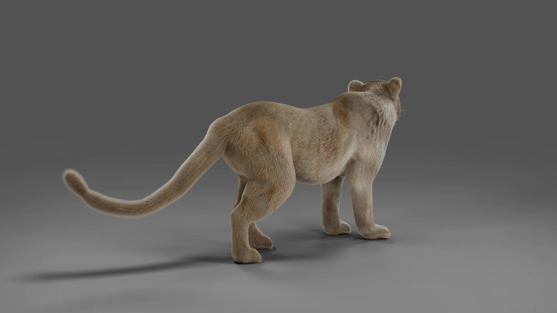 Fur Lioness V01 Rigged and Animation in Blender Low-poly 3D model_6