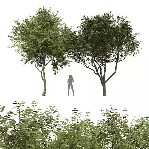New Plant Eucalyptus Sweet Chestnut Tree001 3D model