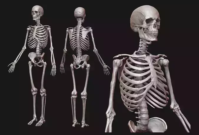 Human Male skeleton v2 Sculpt 3D model