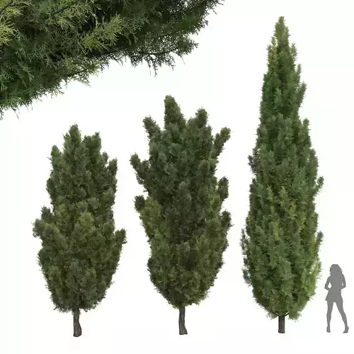 New Plant Mediterranean Italian Cypress Tree Free 3D model