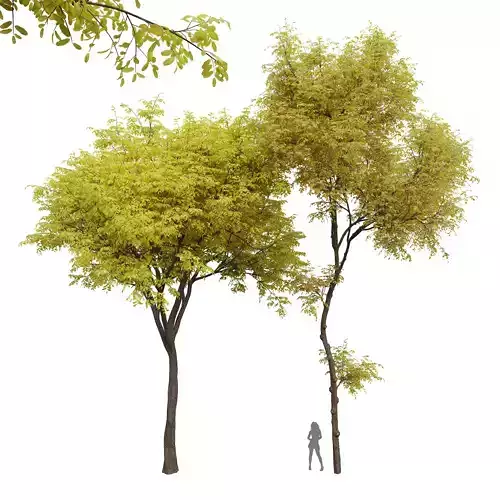 New Plant Real Tree Quercus Serrata Ulmus changii Fall 3D model