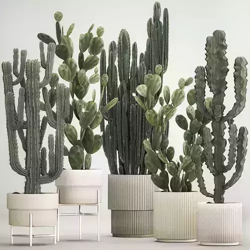 cactus plants for outdoors and interiors in concrete pots 1209