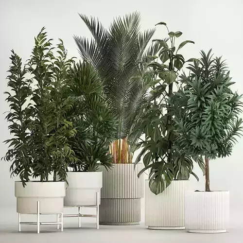 Plants For The Street And Interior In Concrete Pot 1210