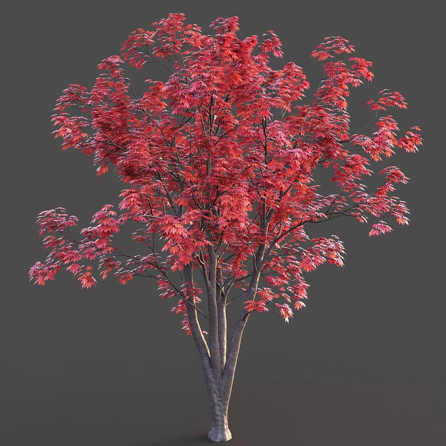 Japanese Maple 3D model_0