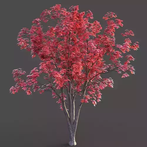 Japanese Maple