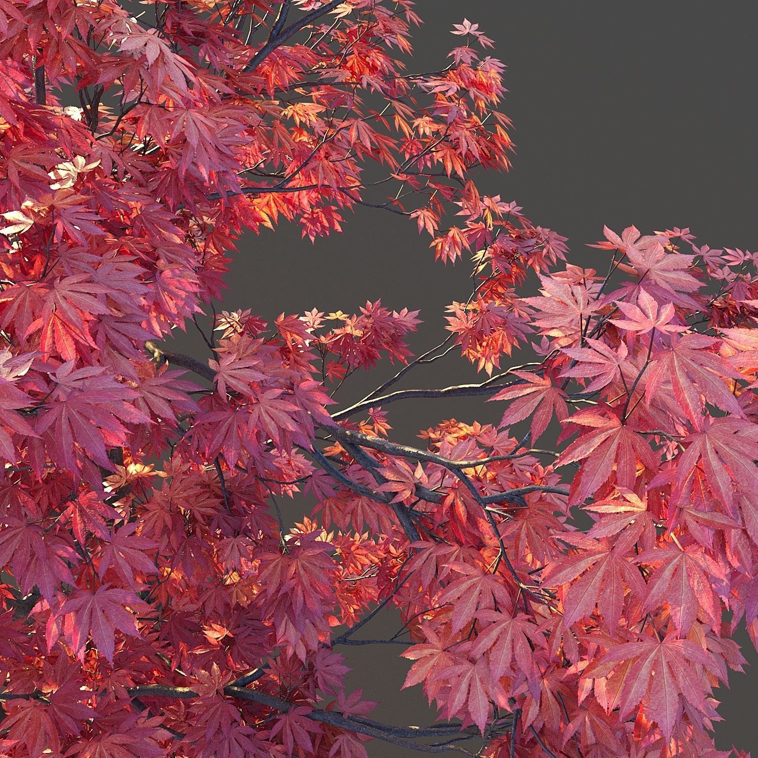 Japanese Maple 3D model_6