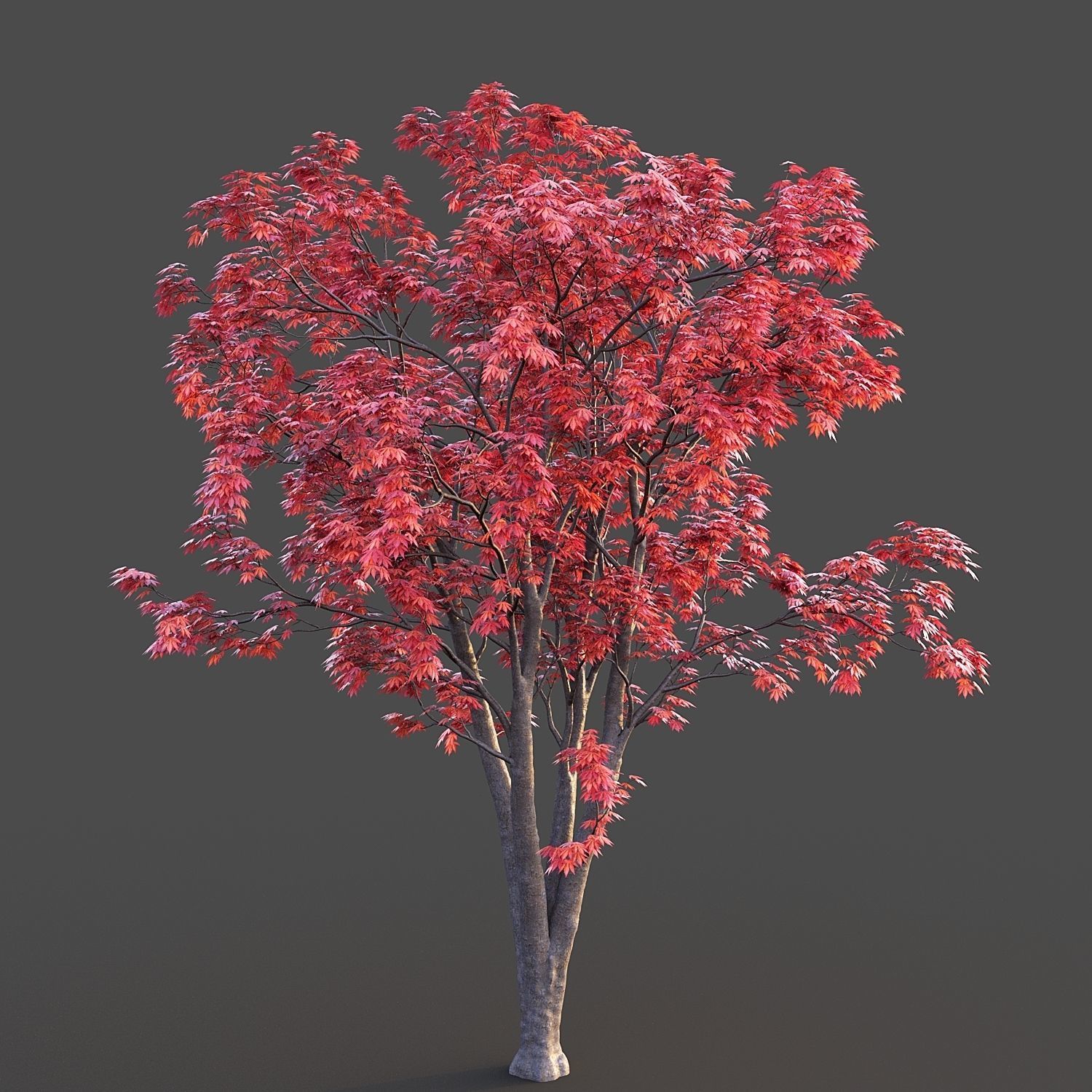 Japanese Maple 3D model_3