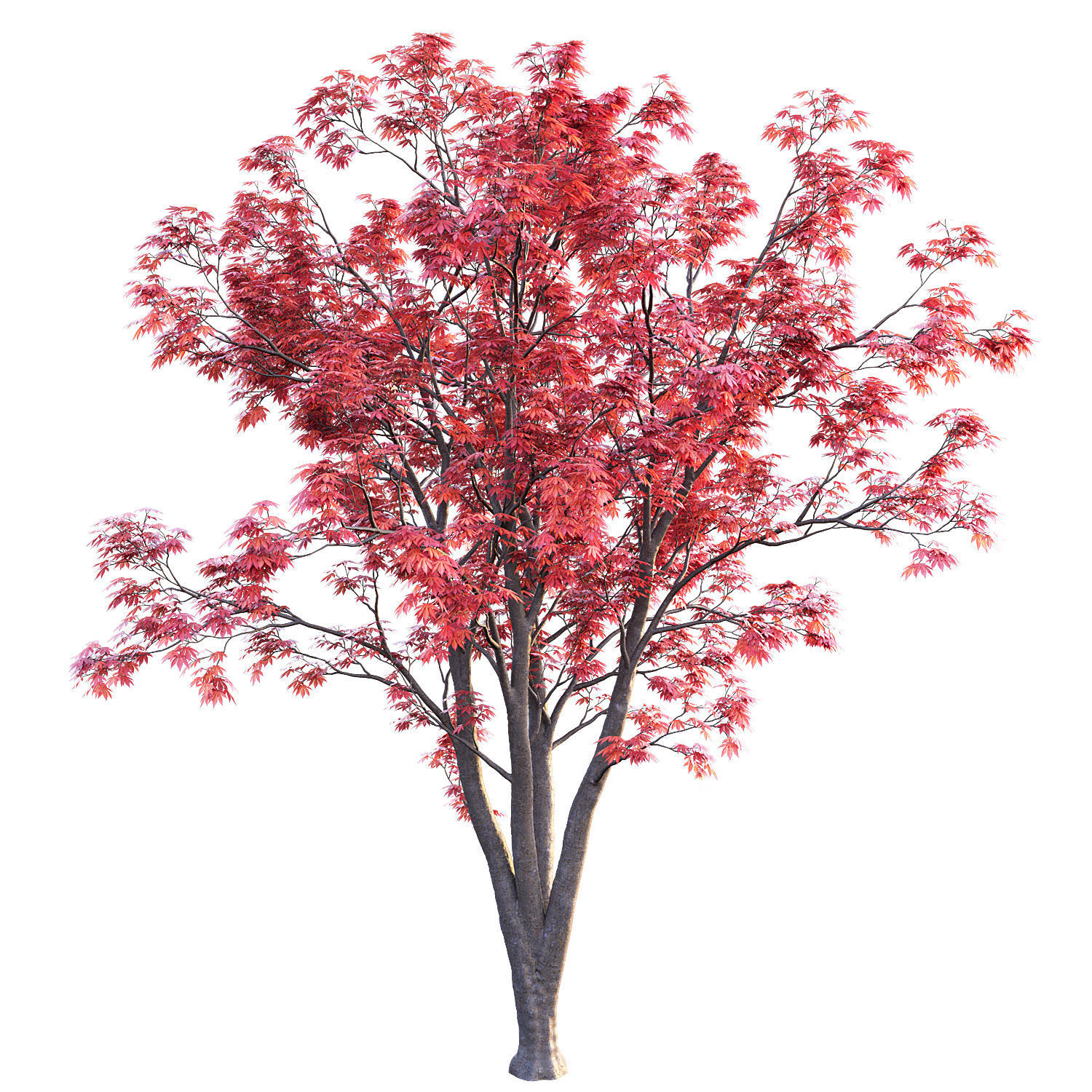 Japanese Maple 3D model_2