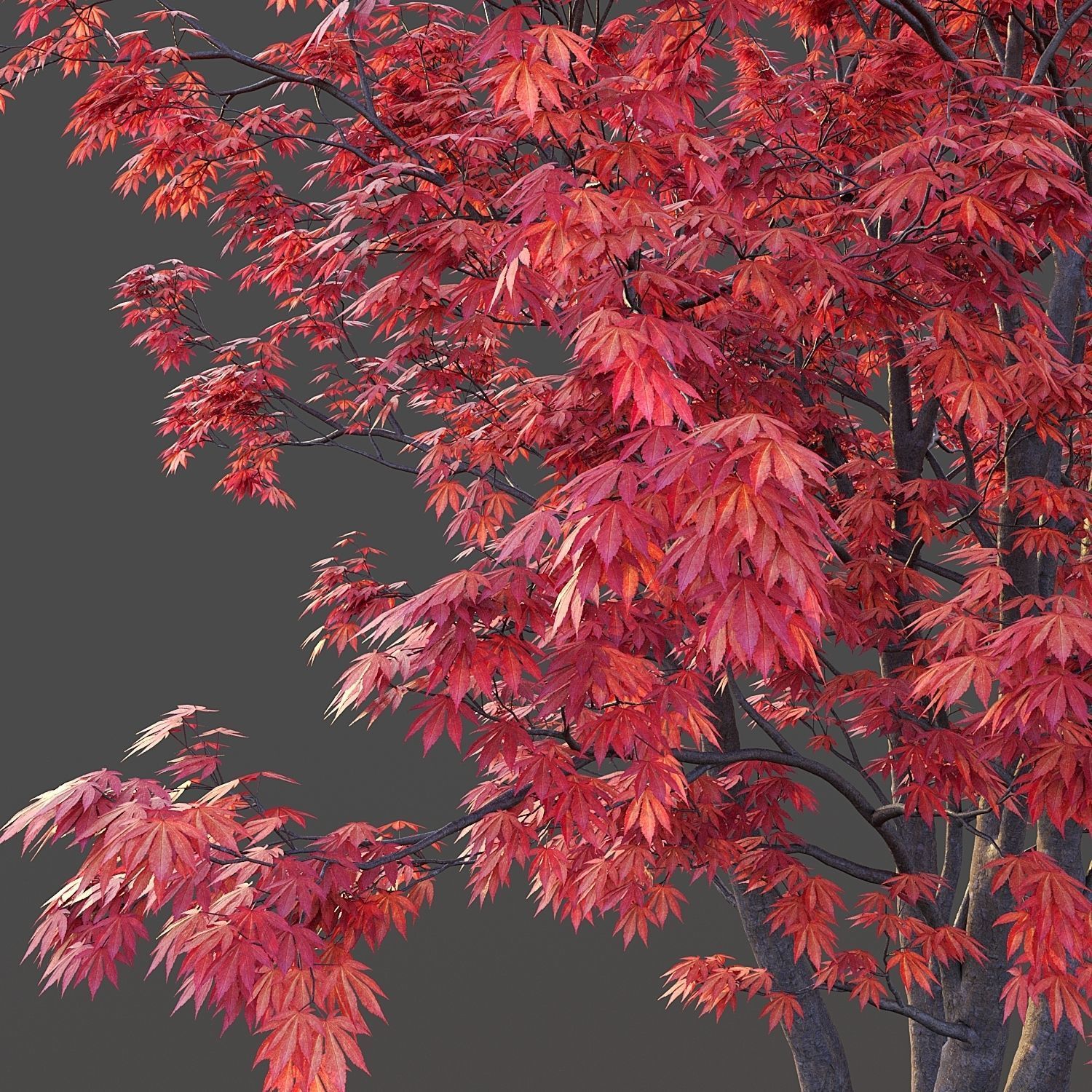 Japanese Maple 3D model_4