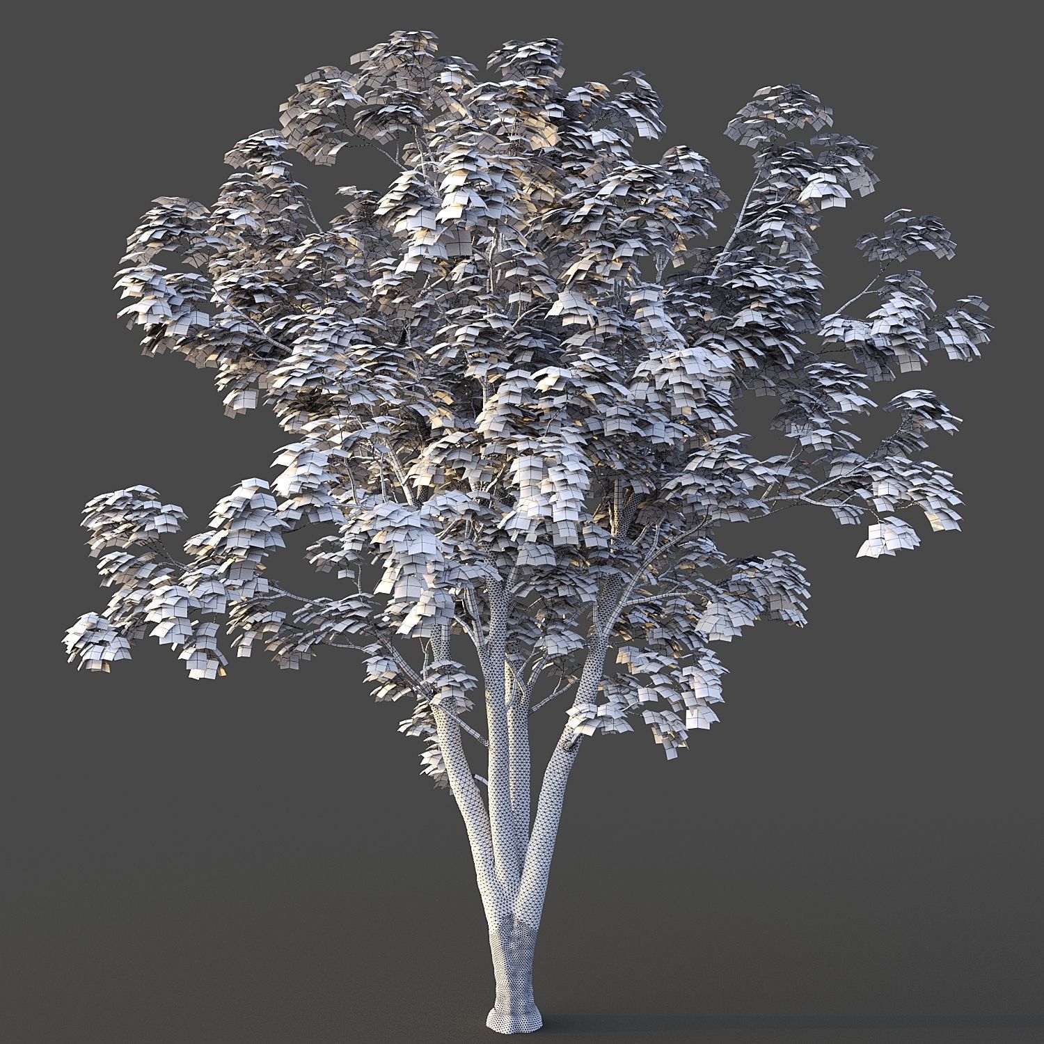 Japanese Maple 3D model_7