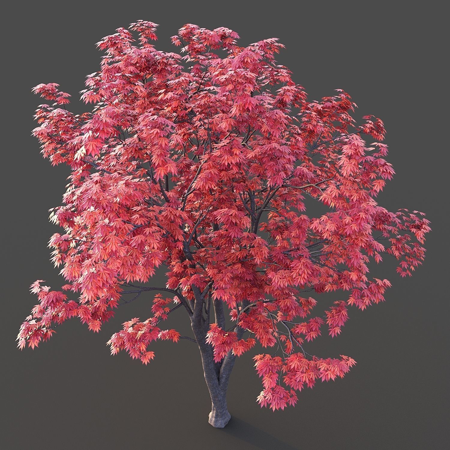 Japanese Maple 3D model_5