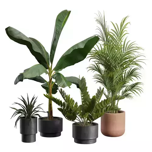 Indoor Plants Pack 43 3D model