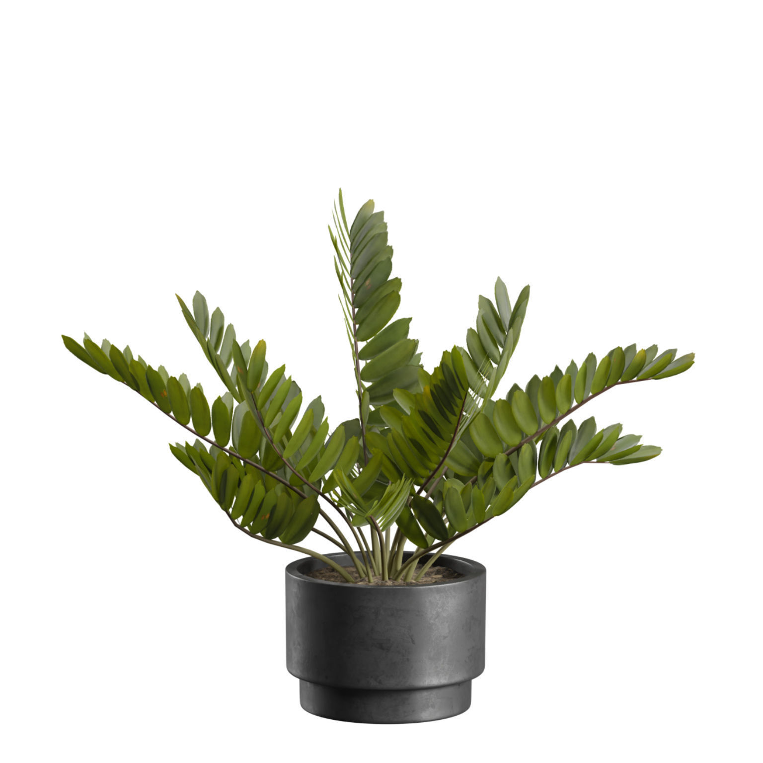 Indoor Plants Pack 43 3D model_5