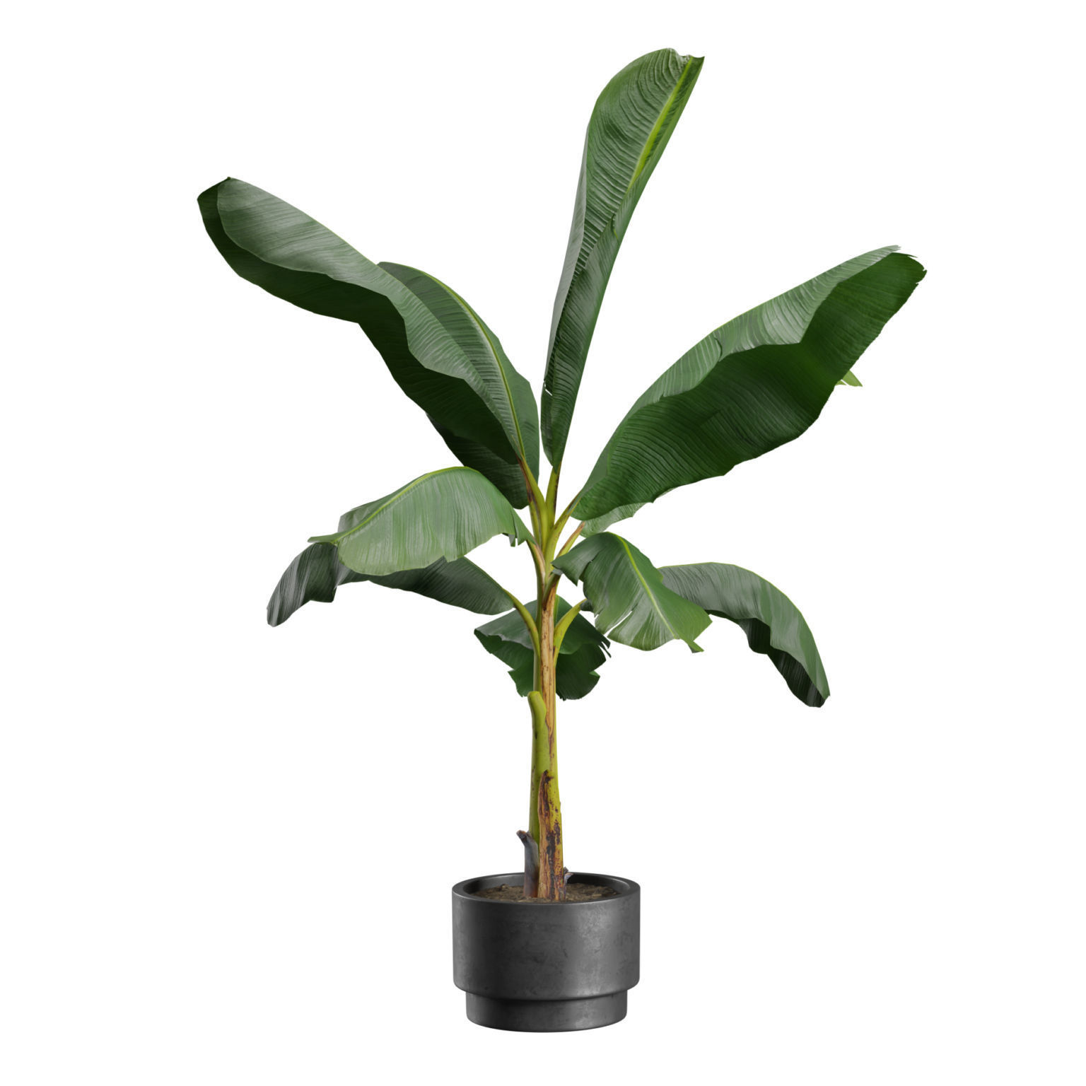 Indoor Plants Pack 43 3D model_4
