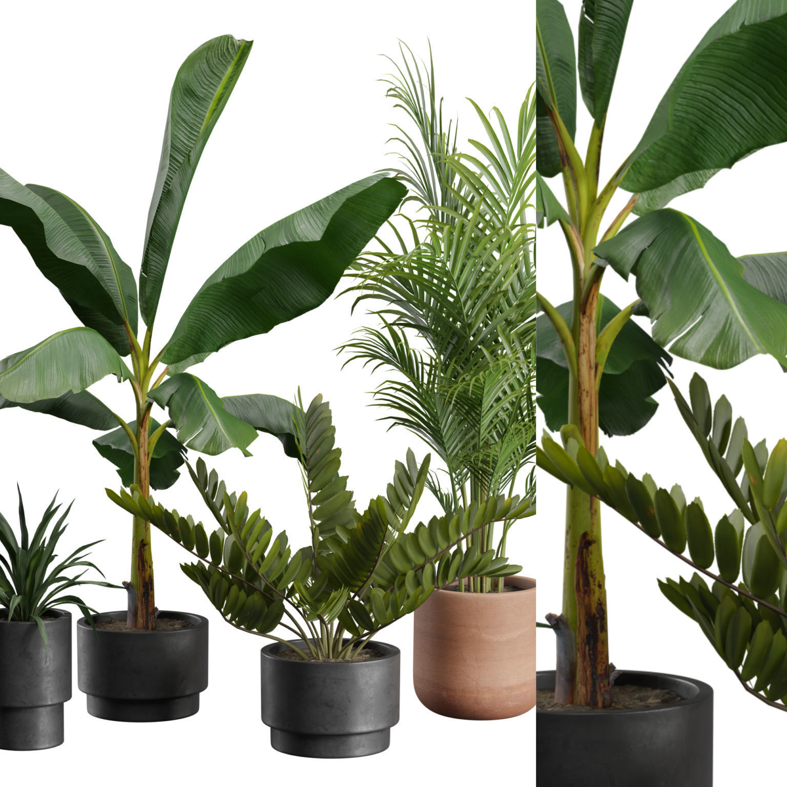 Indoor Plants Pack 43 3D model_2
