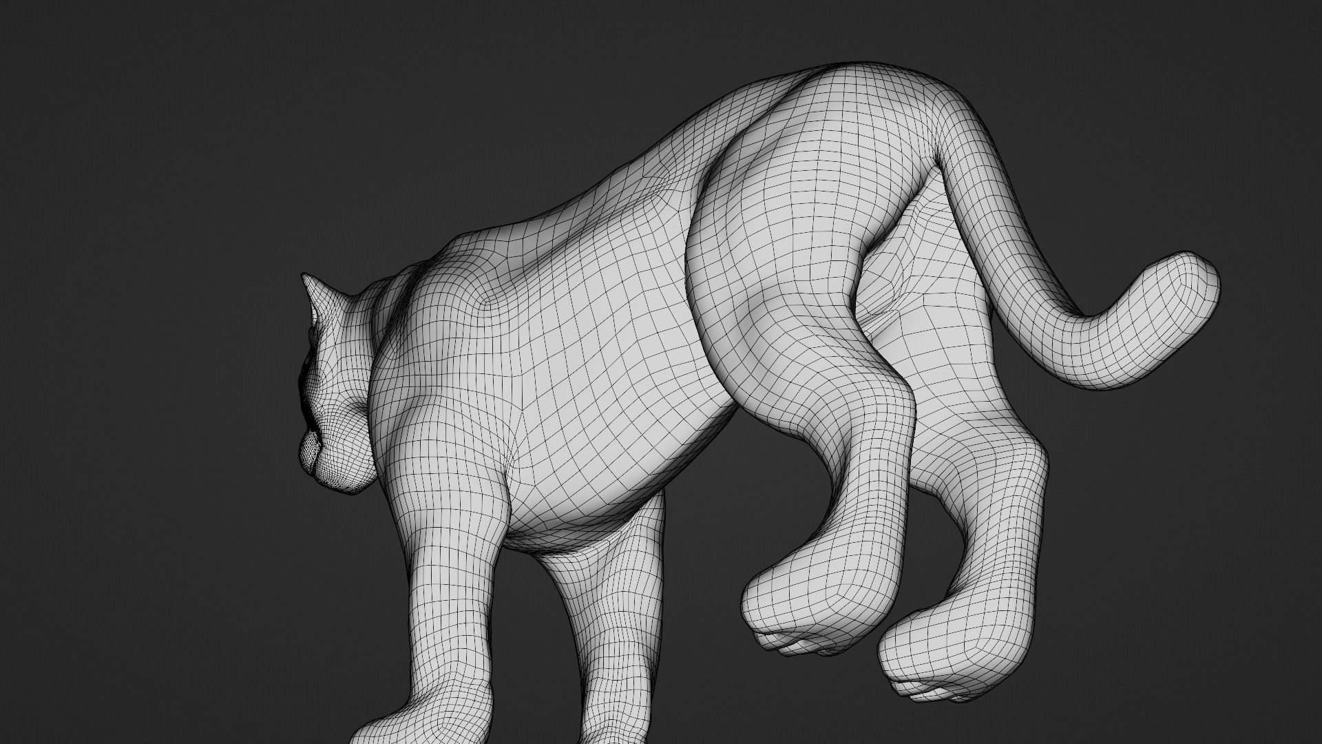 Puma - Cougar with fur 3D model_8