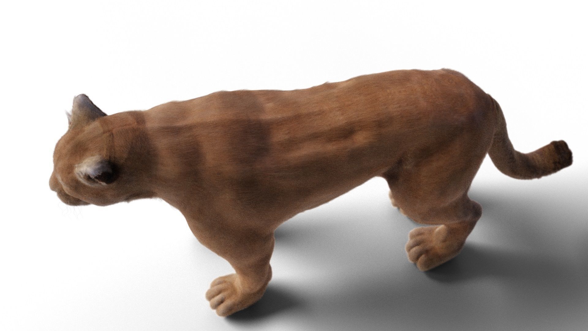 Puma - Cougar with fur 3D model_5
