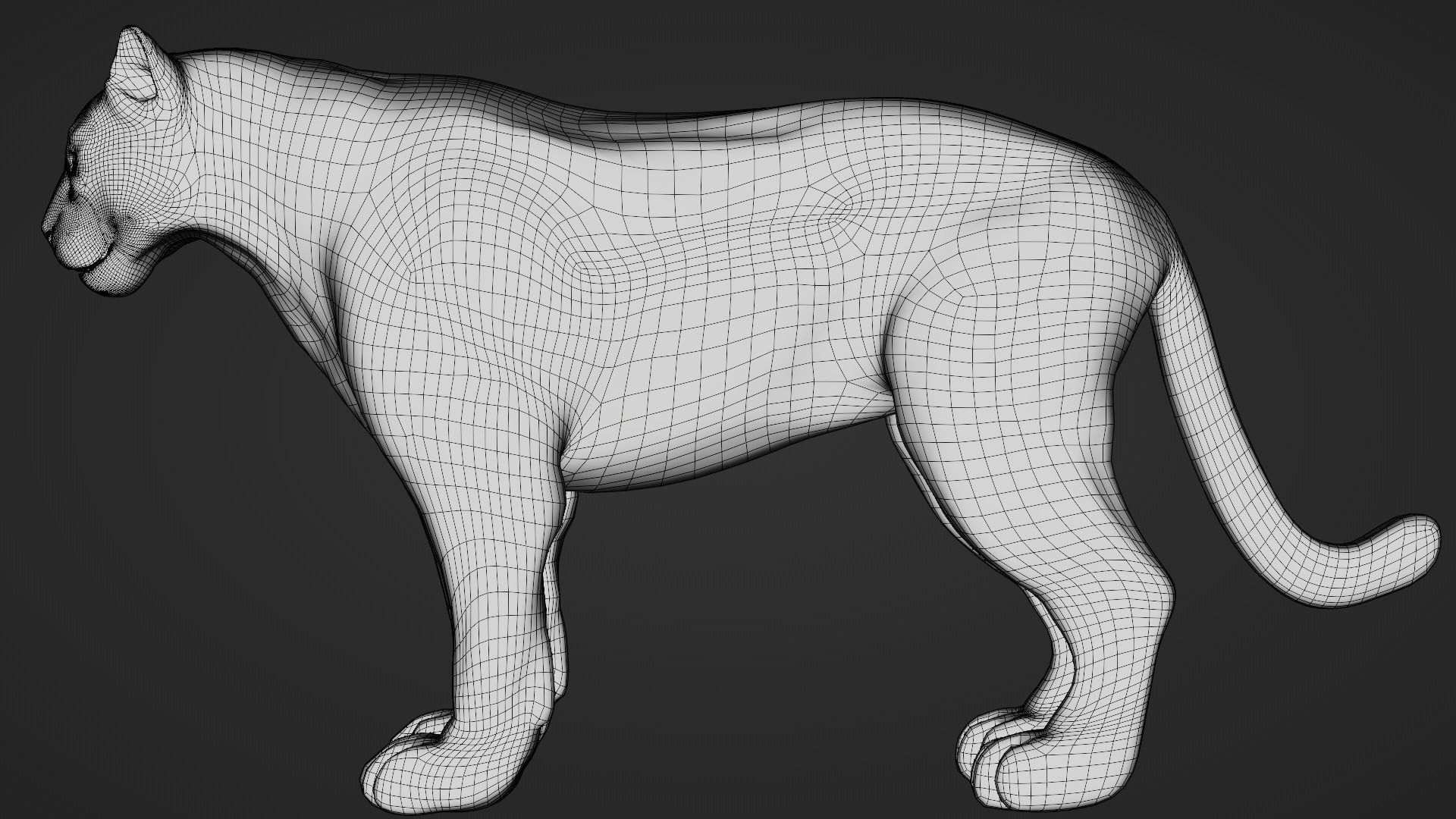 Puma - Cougar with fur 3D model_9