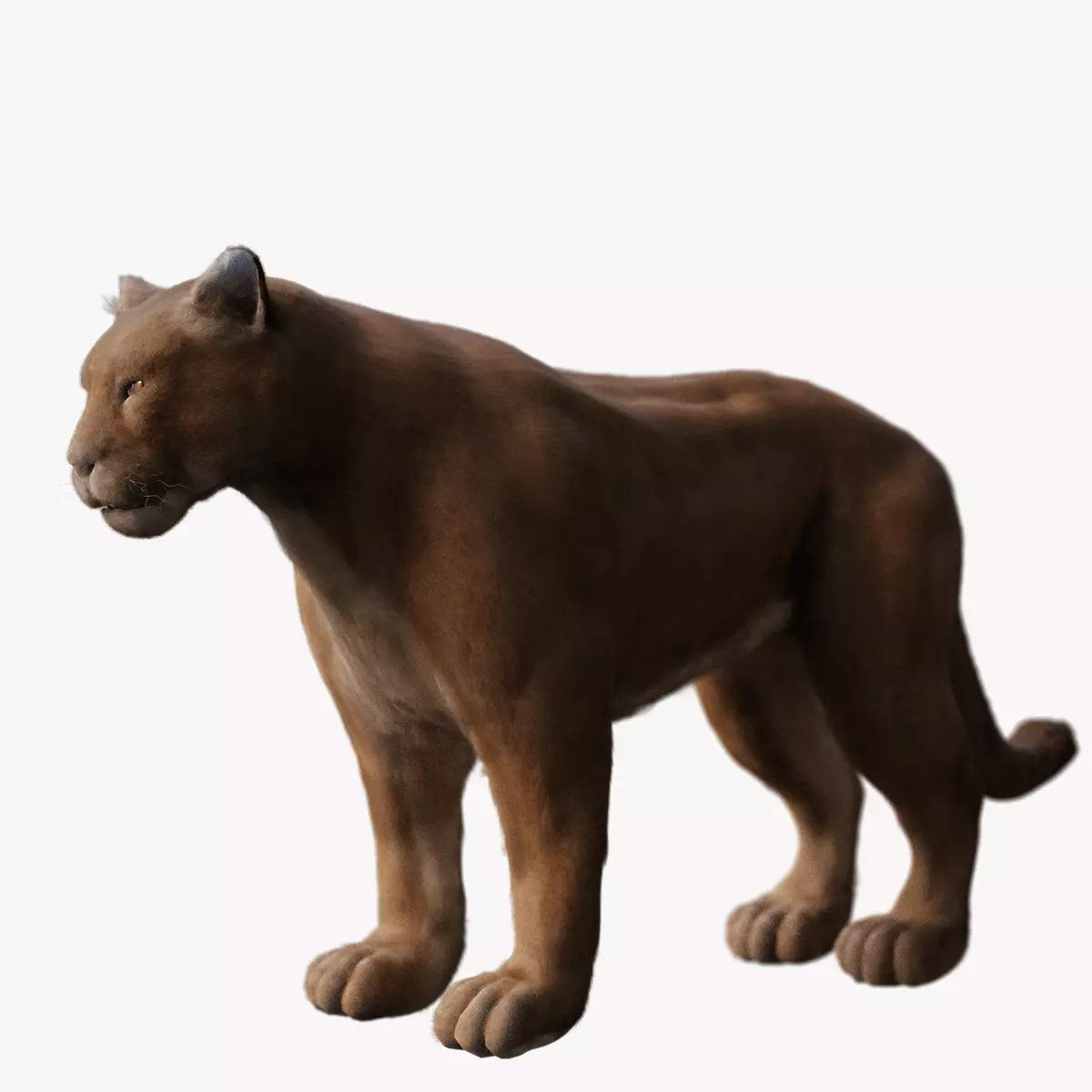 Puma - Cougar with fur 3D model_0