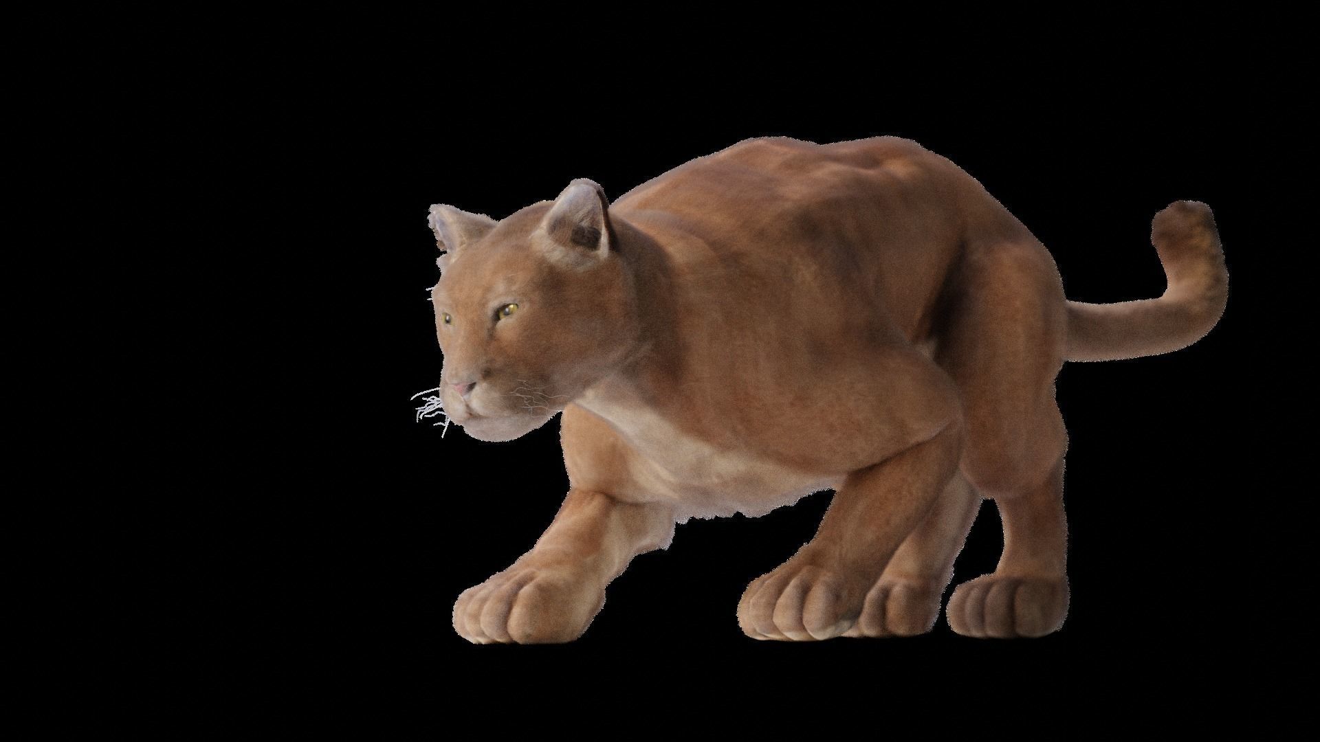 Puma - Cougar with fur 3D model_2